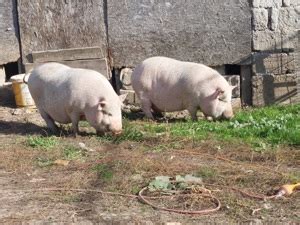 porci de vanzare beius|porci Bihor